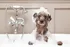 Dog taking bath