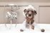 Dog taking bath
