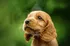 Dog playing
