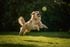 Golden retriever leaping energetically in a sunlit garden, capturing a tennis ball mid-air.