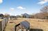 Dog Park