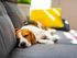 beagle dog sleeps on the couch