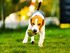beagle running at the dog park