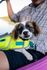 a cute dog with a life vest on sitting on a lap in a kayak