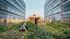 Lush rooftop community garden between modern buildings with people gardening and a cozy wooden shed, showcasing urban sustainability.
