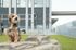 Charming dog sitting on a rock in a stylish, modern courtyard with sleek building facade.