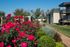 Vibrant rose garden in front of modern apartment buildings under a clear blue sky.