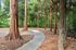 Serene wooded path lined with tall trees, offering a tranquil nature escape.