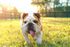 Dog in Park