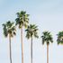Palm Trees