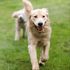 Dogs Playing
