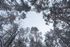 Snowy Trees