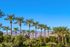palm trees