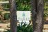 The Pines entrance sign framed by tall pine trees at Pines Apartments in Jackson, MS