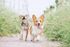 Two small dogs walking side by side