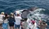 people on a boat taking a picture of a whale tale