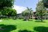 green landscaping and olive trees