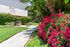 A pink flower bush on the right side of lush green landscaping, adjacent to a paved pathway