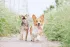 Furry Friends