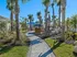 Beautiful landscaped pathway with tall palm trees and wooden benches under a clear blue sky.