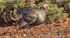 Vibrant wild turkey standing amidst colorful autumn leaves, showcasing its striking plumage and natural beauty.