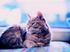 Cats Allowed