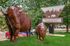 Welcoming entrance of Buffalo Valley Apartments featuring striking metal buffalo sculptures set against lush greenery.