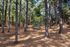 Serene natural setting with a cozy bench nestled among tall trees, perfect for relaxation and outdoor enjoyment.