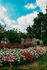 Charming Blendon Woods Luxury Apartments entrance surrounded by vibrant flower beds and lush greenery under a bright blue sky.