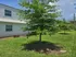 Charming residential exterior with lush green lawn, vibrant trees, and a well-maintained garden beside a modern white brick house, offering a serene and inviting atmosphere.
