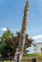 Charming welcome home sign carved into a tall tree trunk with playful animal sculptures, set against a backdrop of clear blue sky and lush greenery.