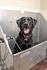 Adorable black Labrador enjoying a bath in a stainless steel dog wash station, looking cheerful and clean.