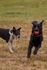 Two playful dogs enjoying a game of fetch on a grassy field, with one holding a bright orange ball.