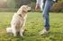Take your dog to the park nearby