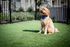 Dog sitting in Enclave Heritage Flats' community pet park