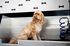 Enclave Heritage Flats community pet spa with a dog in the wash