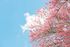 Cherry Blossom Tree