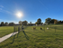 Elevate 311 Apartments - Dog Park
