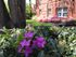 Charming garden view featuring vibrant pink flowers and lush green foliage against a classic brick apartment backdrop.