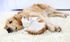 Cozy living space with a relaxed dog and cat snuggling on a plush white carpet, radiating warmth and comfort.