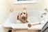 Charming bathroom featuring a cute dog in a classic white bathtub, complemented by vintage tile flooring and a cozy ambiance.