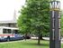 Crape Myrtle Junior