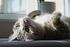 cat laying upside down in the sun