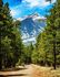 trail in between tall trees and mountains in the back