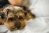 small hairy dog laying his head in a blanket