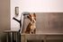 Studio Apartments in Woodstock, OR - Novus - Dog Spa with a Drying Nozzle, Towel Dispenser, and a Side Table