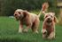 two small light brown dogs running on grass
