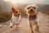 two small dogs running