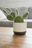 small cactus in a planter on top of a coffee table with a grey sofa in the back