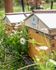 beehives